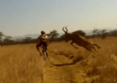 Un vététiste se fait attaqué par une Antilope