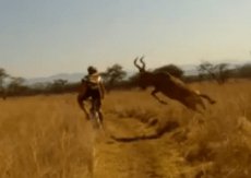 Un vététiste se fait attaqué par une Antilope